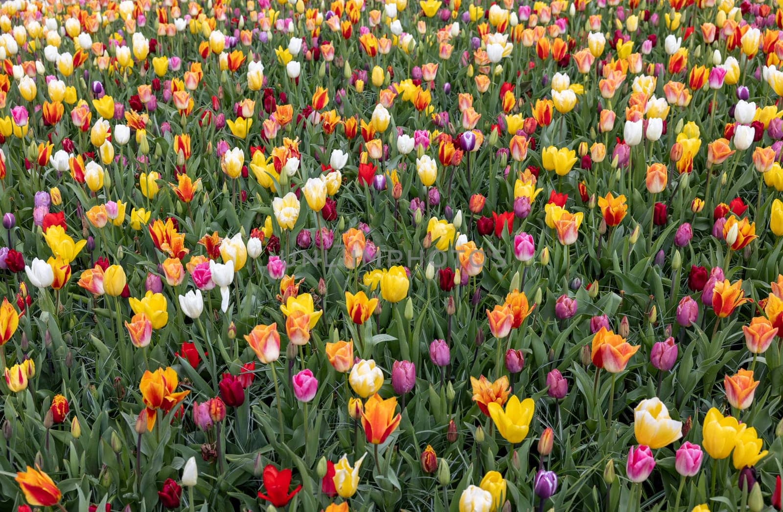 A melange of colorful tulips blooming in a garden