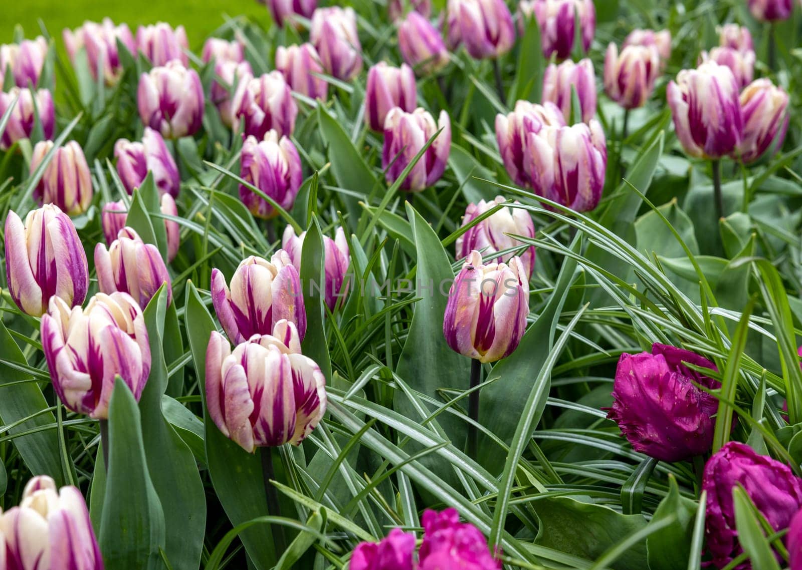 white and purple tulips blooming in a garden