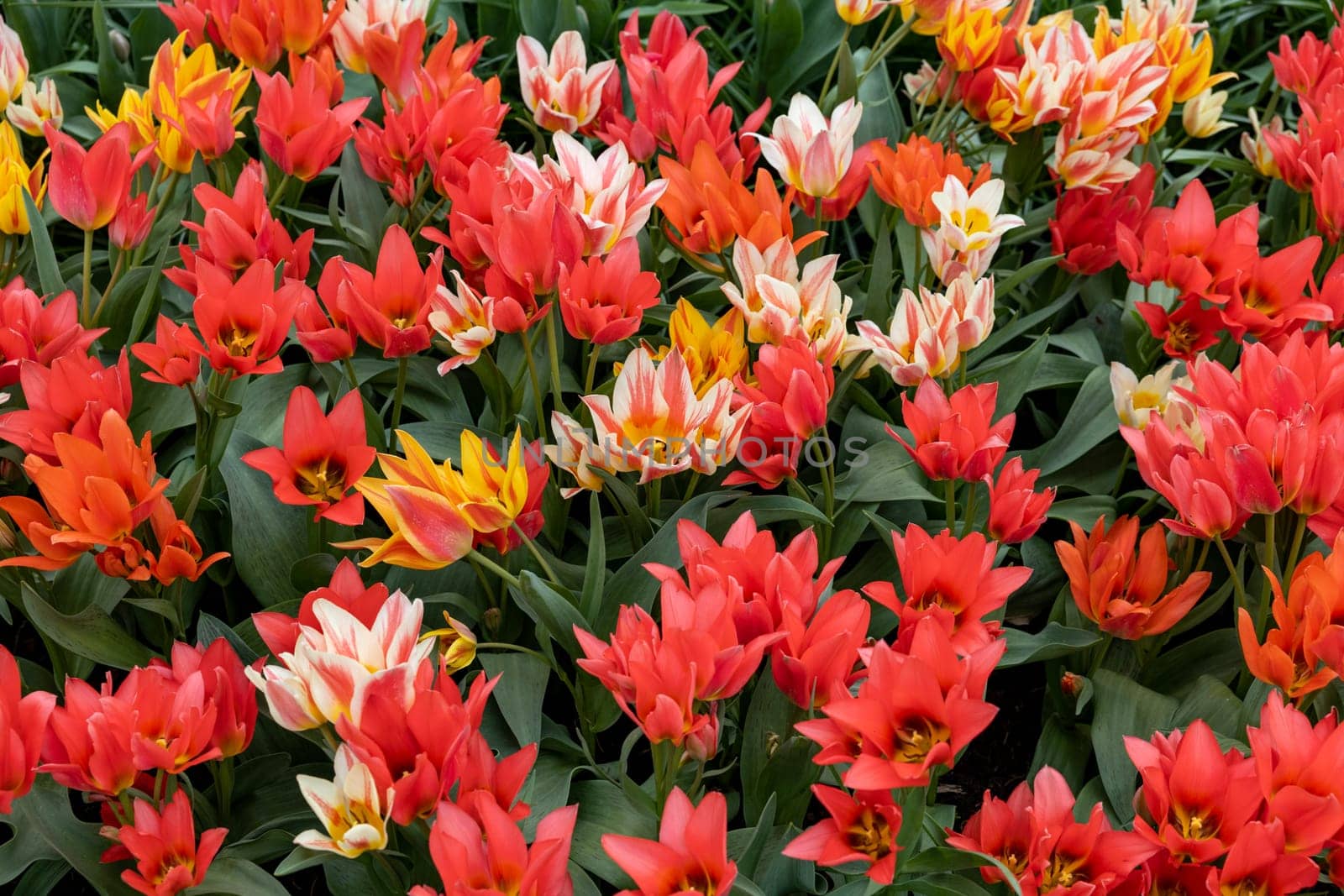 Tulip called Fun Colours mix. Glorious mix consists of the tulip Toronto and two of her colour-mutants Winnipeg and Quebec.Tulips are divided into groups that are defined by their flower features