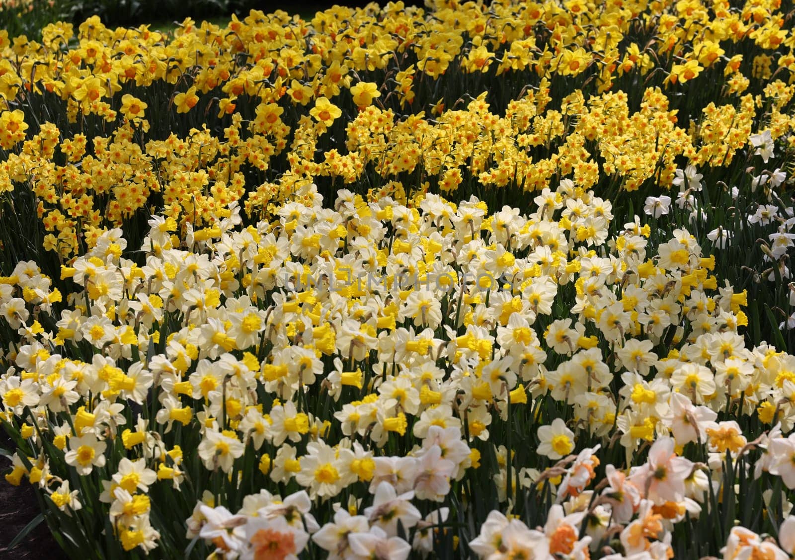 yellow daffodils flowers blooming in a garden