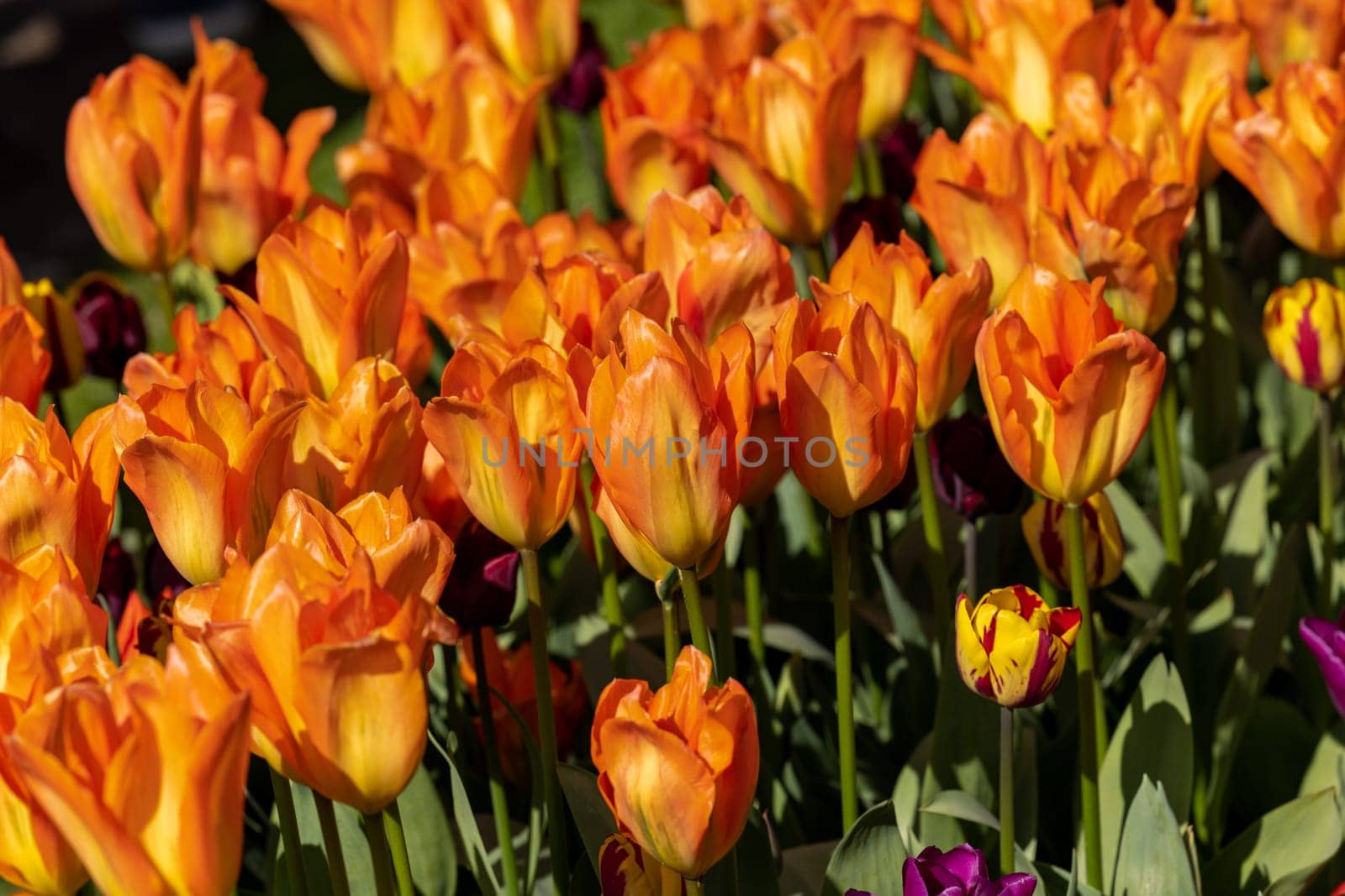 orange tulips blooming in a garden