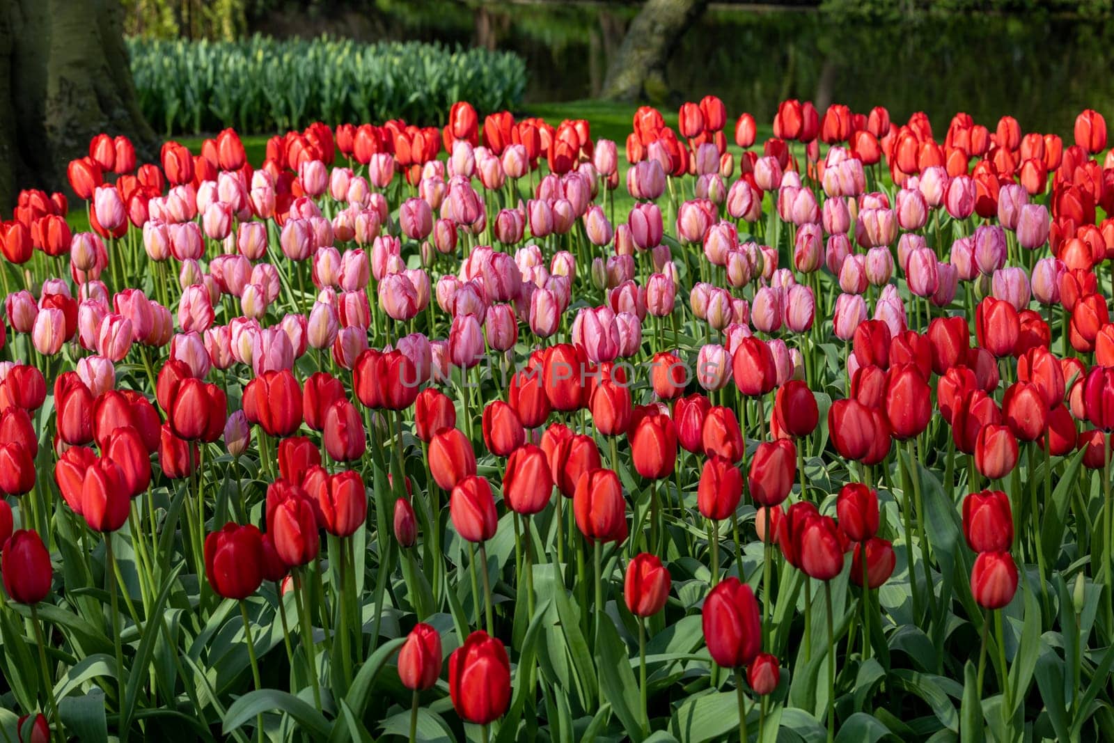 red and pink tulips blooming in a garden