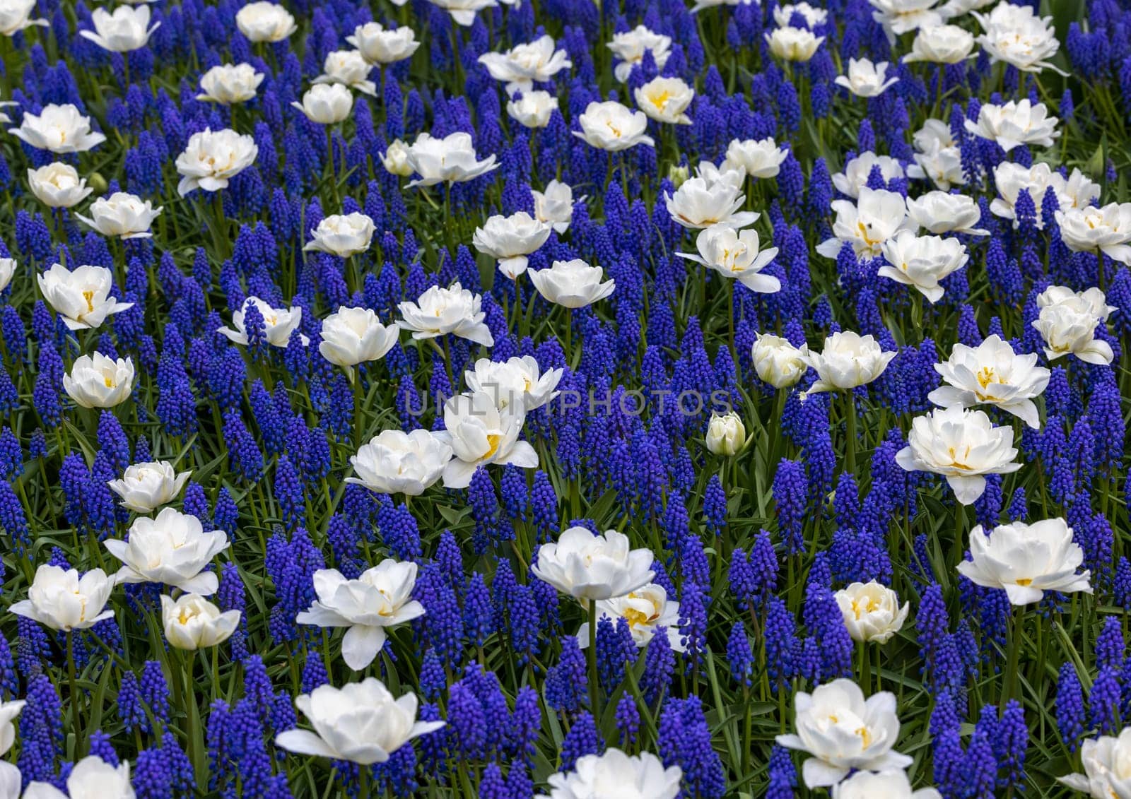 White tulips and blue muscari blooming in a garden