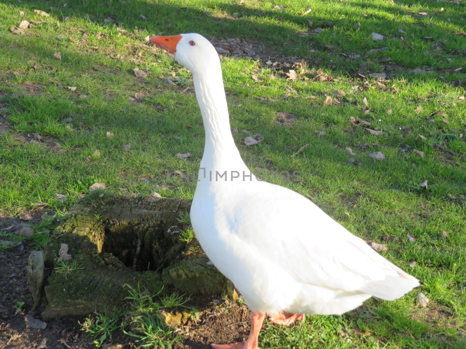 goose geese birds feathers farm big colors beak eggs delicacy