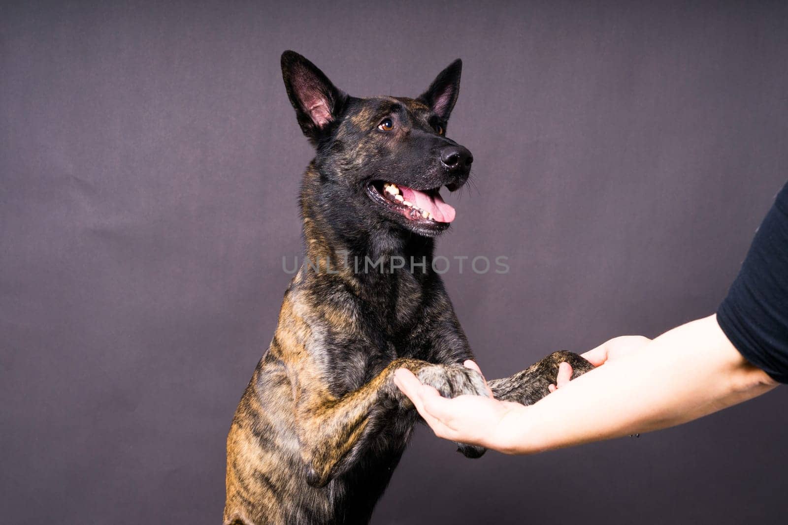 Friendship between Human and dog, feeding and taking a paw in hand