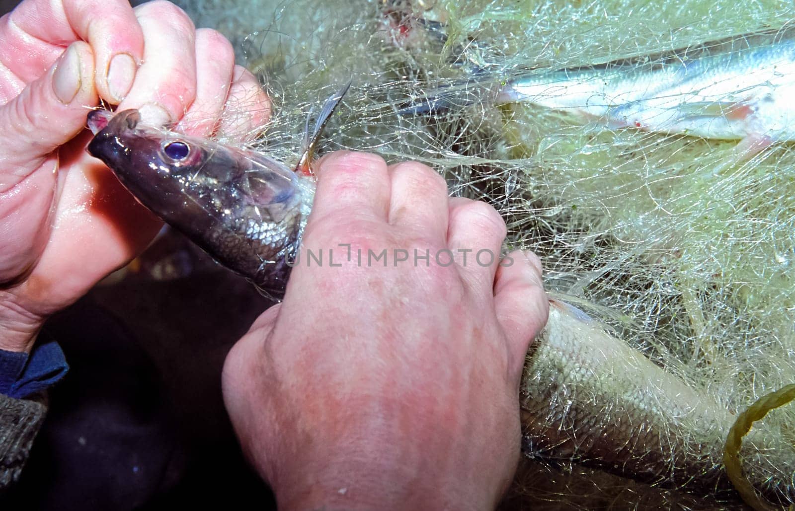 Fisherman pulls out of the network tangled fish Fisherman pulls out of the network tangled fish