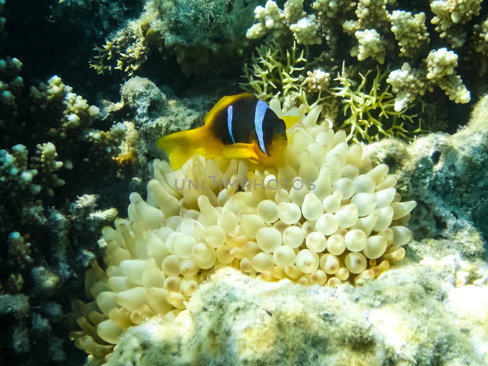 The fish swim above the coral reef, the underwater world of the Red Sea.