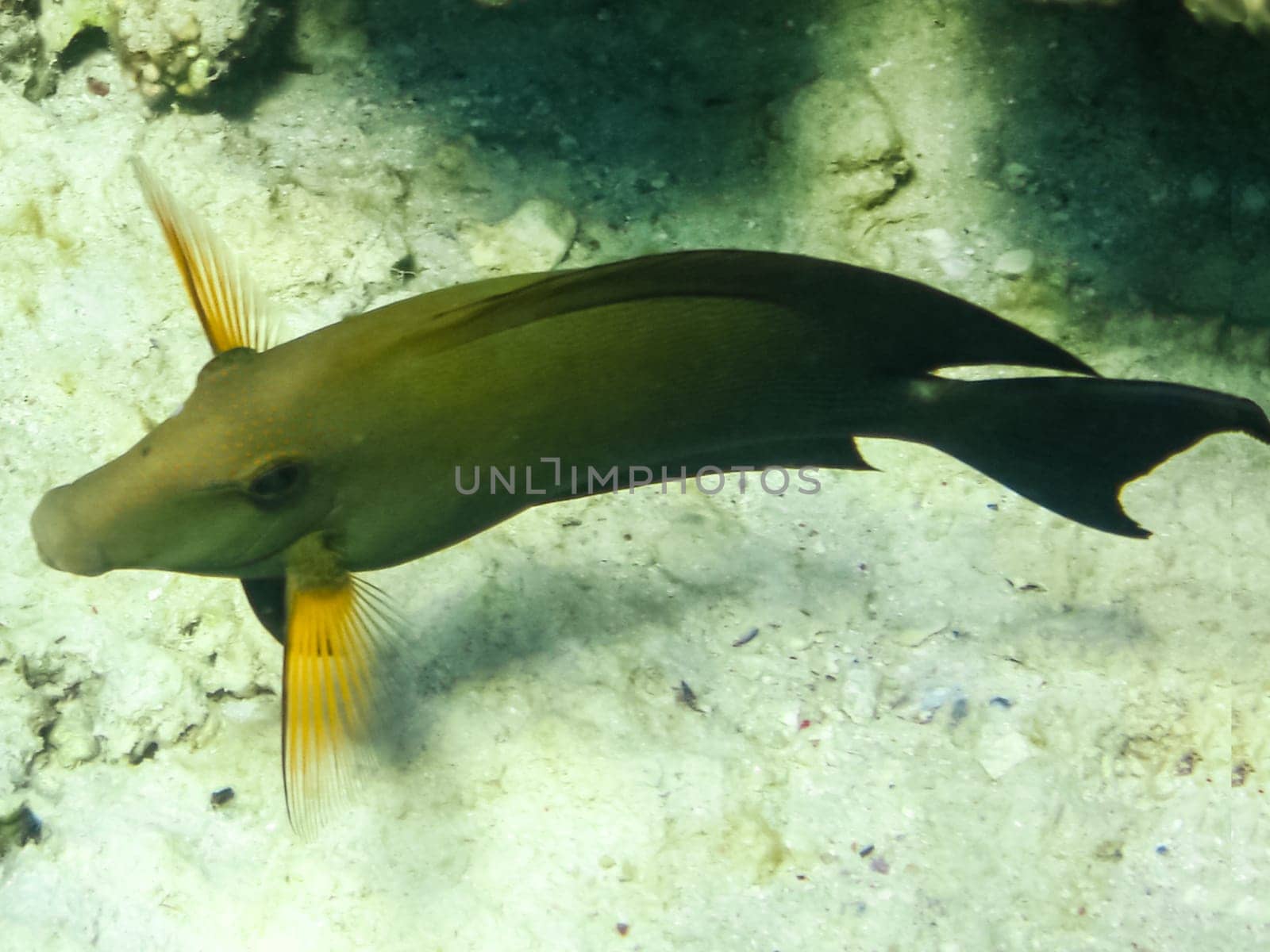 The fish swim above the coral reef, the underwater world of the Red Sea.