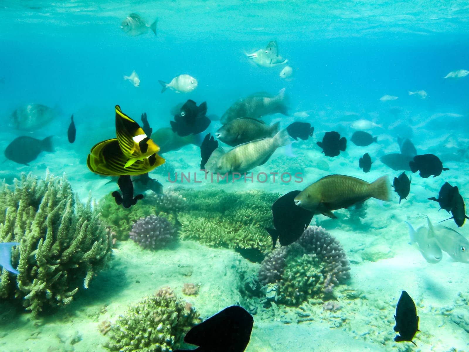 The fish swim above the coral reef, the underwater world of the Red Sea.