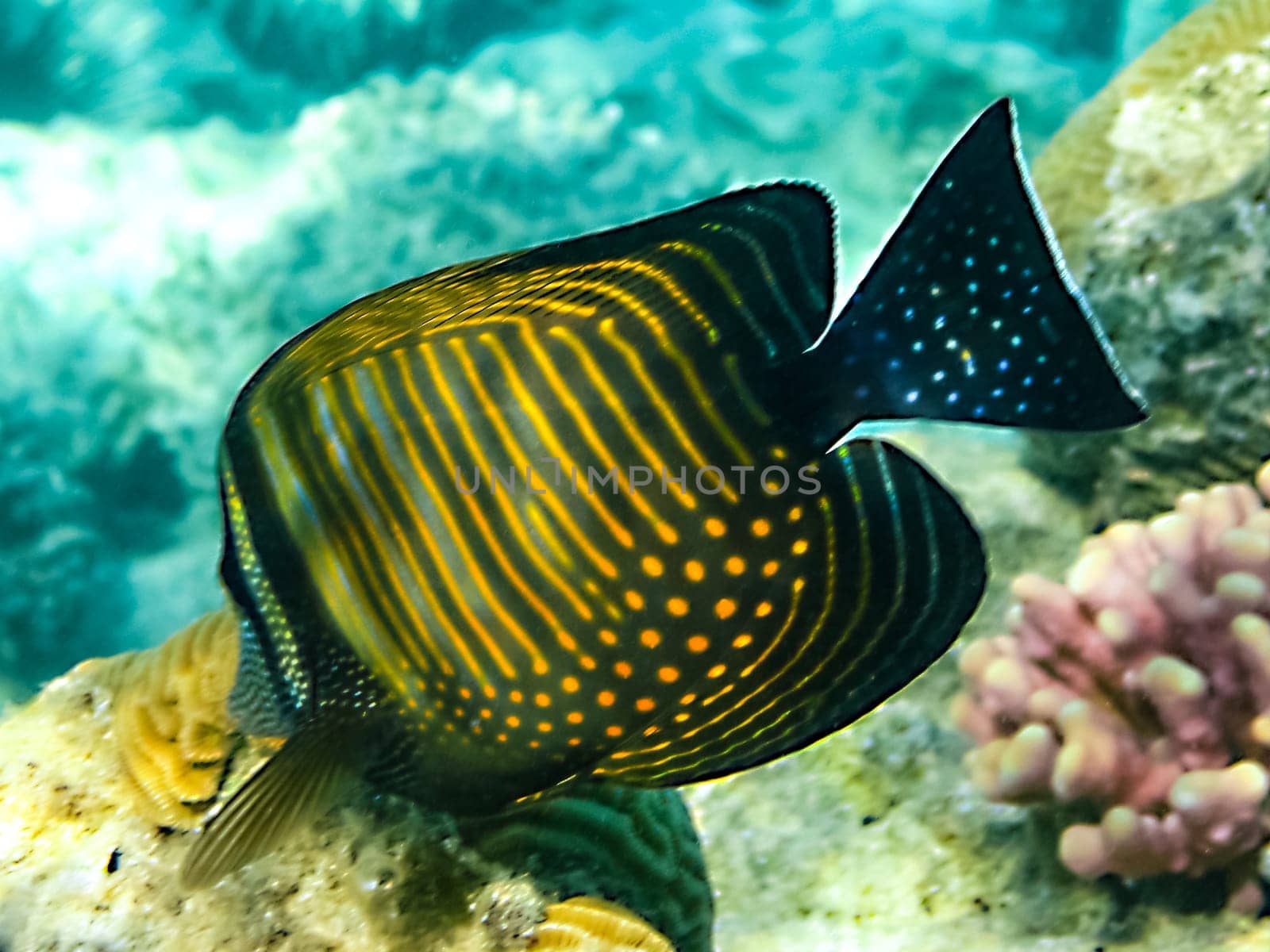 The fish swim above the coral reef, the underwater world of the Red Sea.