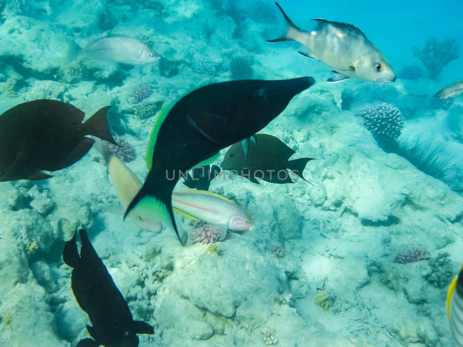 The fish swim above the coral reef, the underwater world of the Red Sea.