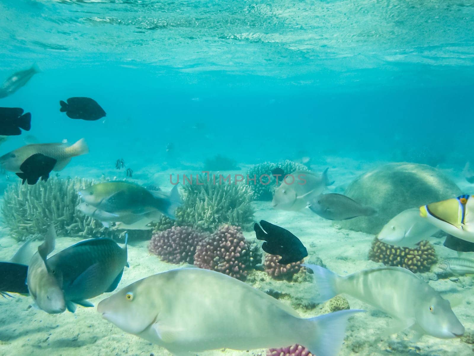 The fish swim above the coral reef, the underwater world of the Red Sea.