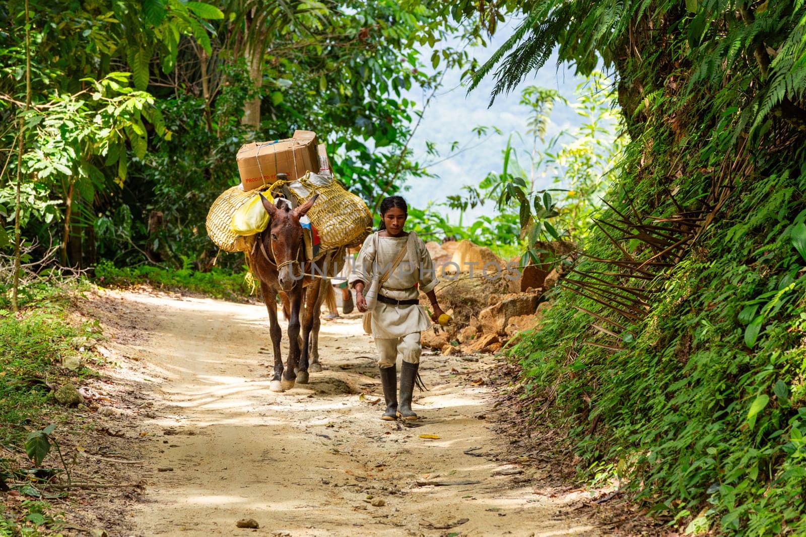 Tayrona, Magdalena, Colombia - September 21 2023: Indigenous Koguis Koguis man transport goodd in the road to Ciudad Perdida, Magdalena, Sierra Nevada de Santa Marta, Colombia