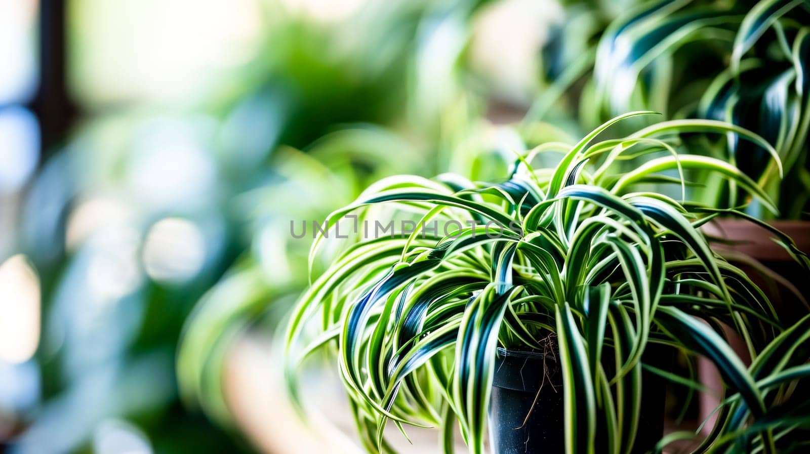 A close-up of a healthy spider plant with vibrant green and white leaves in a dark pot, backlit by soft natural light. Wallpapers, Backgrounds for eco-friendly or gardening blogs