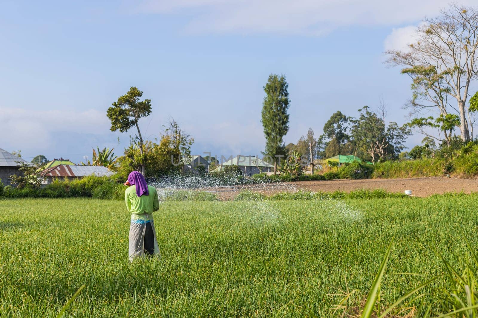 Bali, Indonesia - September 13, 2019: Woman working in the rice fileds of bali, Indonesia