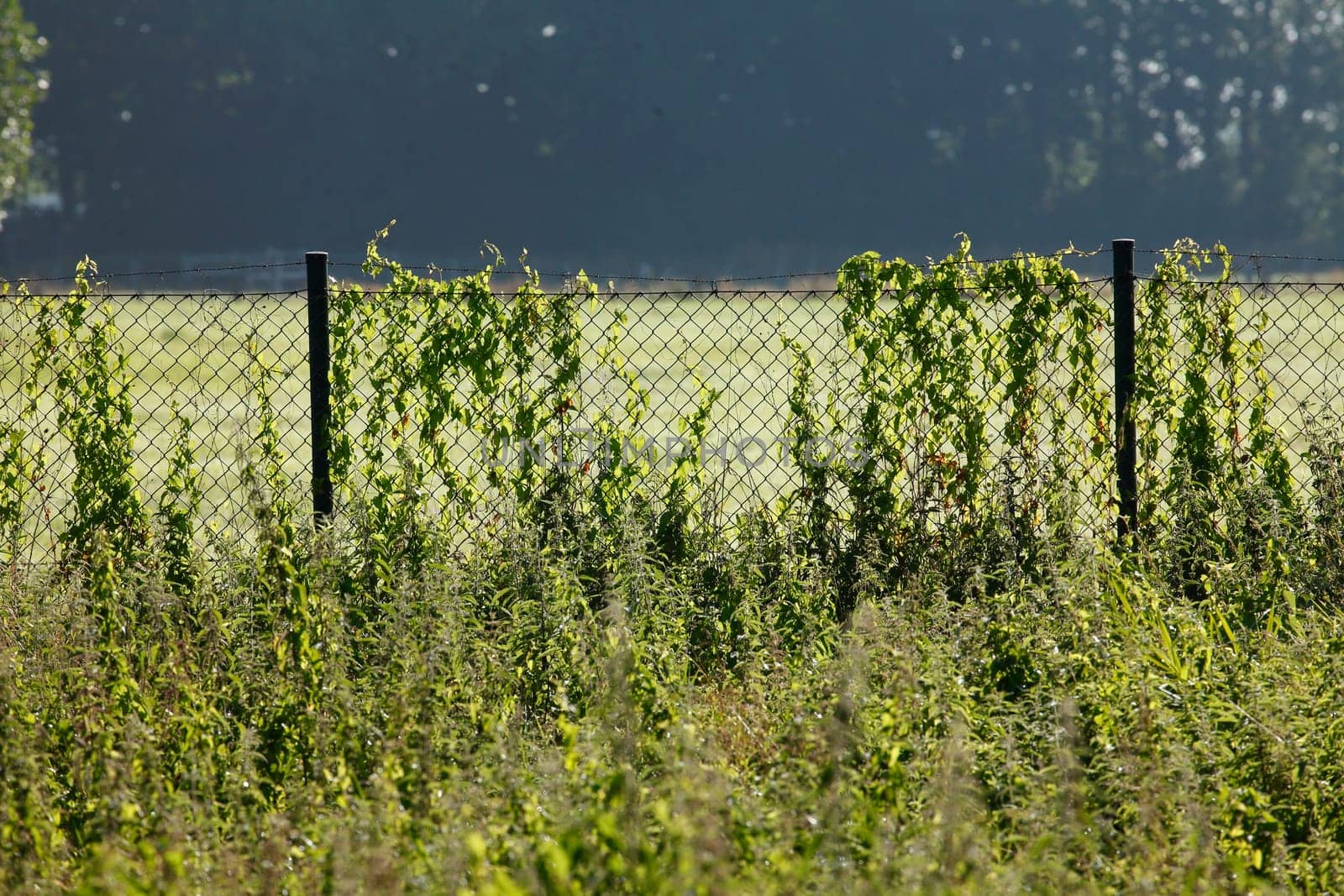 Wire mesh fence on a pasture, Germany