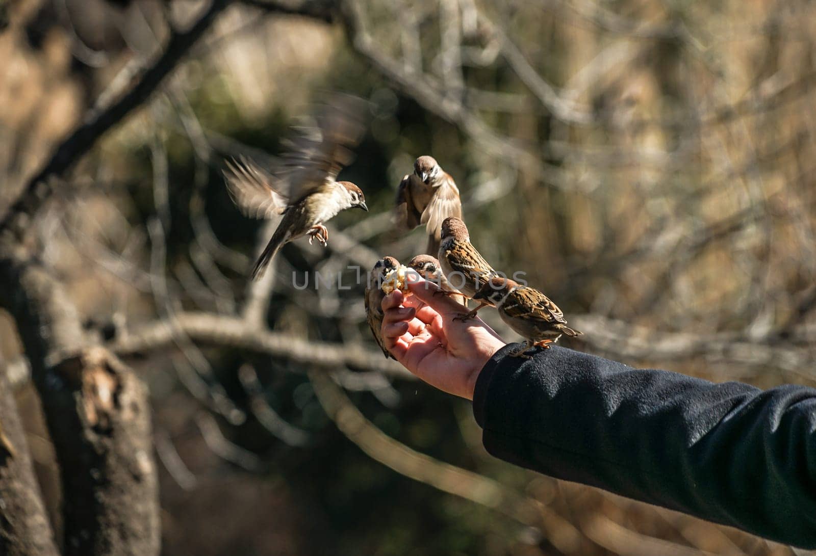 Feeding of the sparrow. Shooting Location: Tokyo metropolitan area