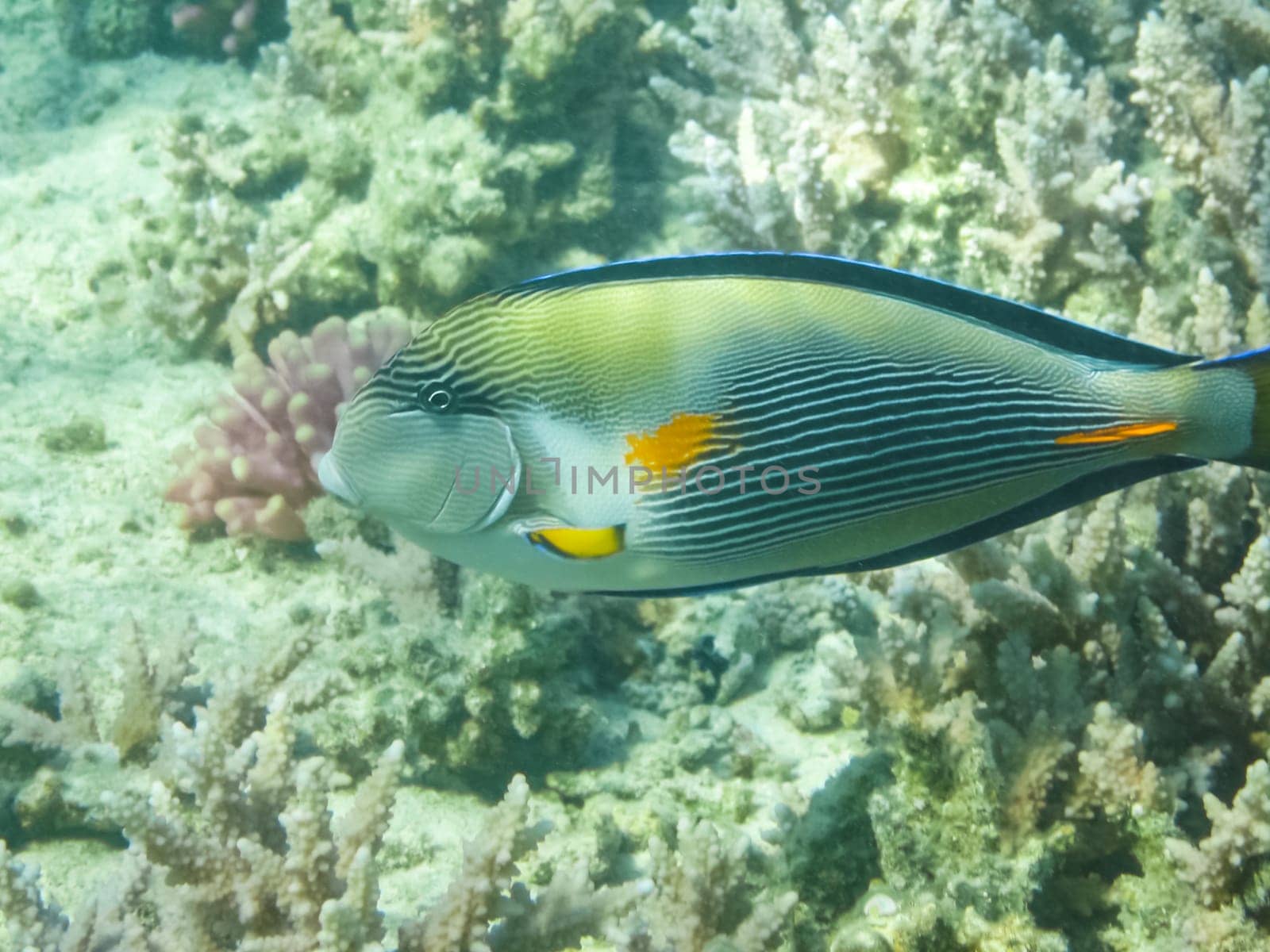 The fish swim above the coral reef, the underwater world of the Red Sea.