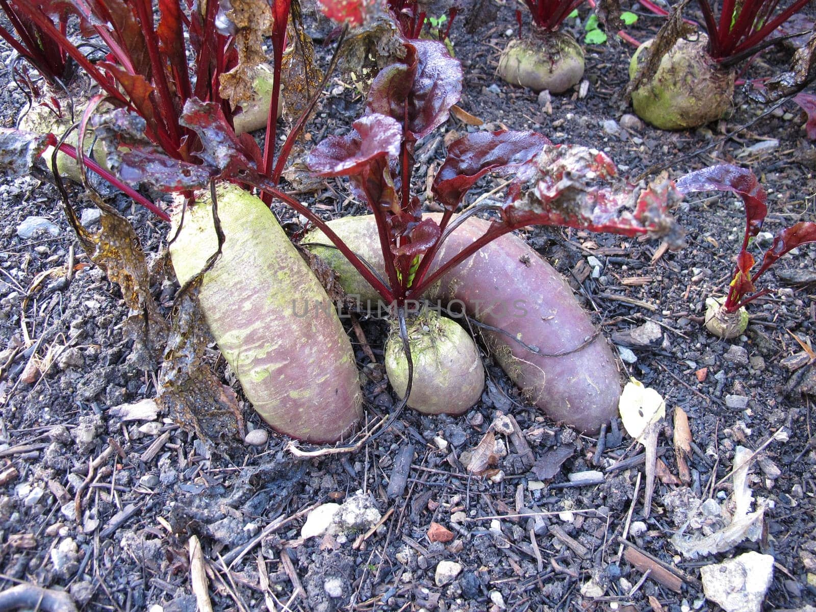 Red beetroot in a vegetable patch in garden, Beta vulgaris