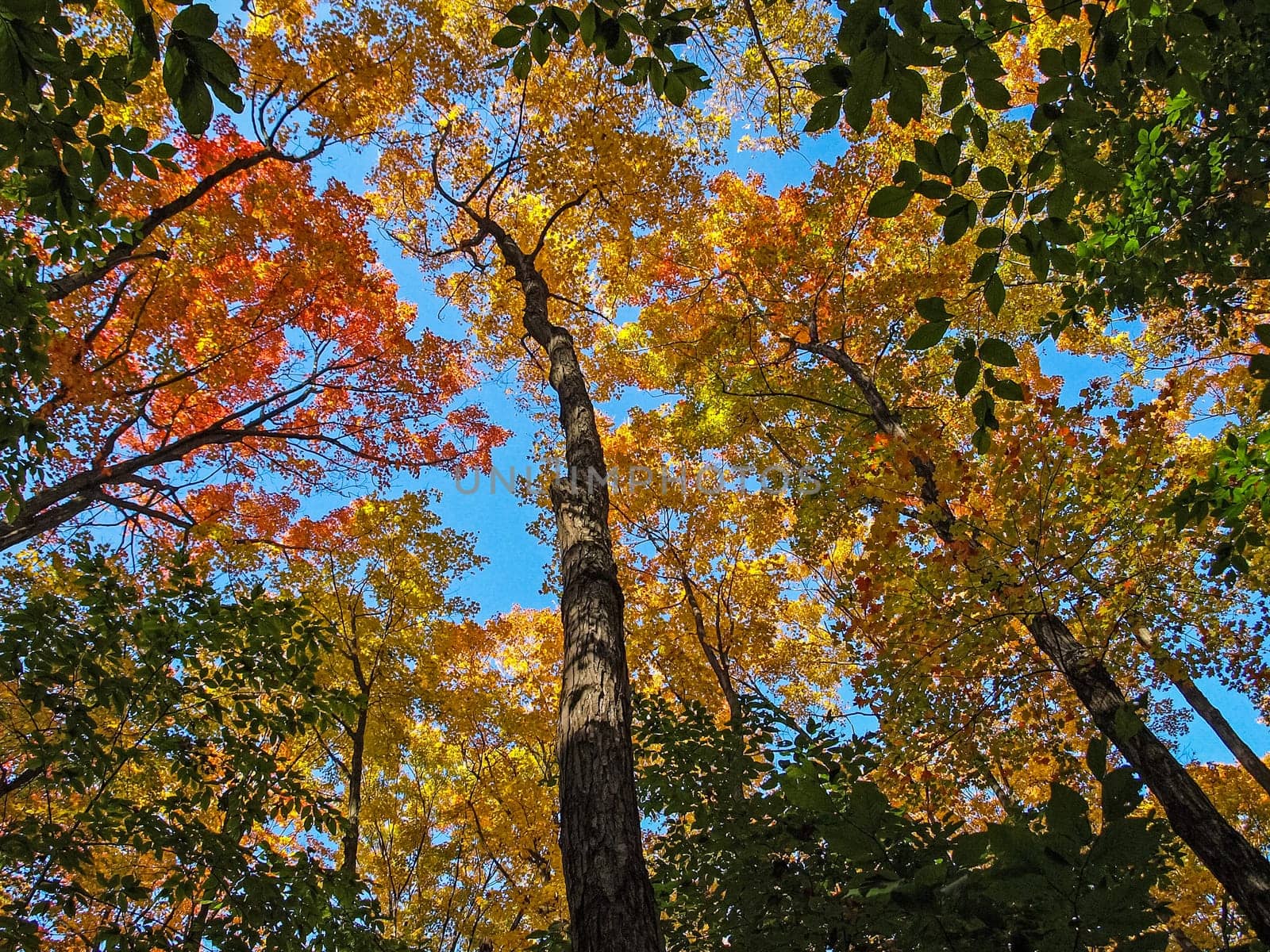 Autumn on the shore of Lake Huron, a beautiful autumn landscape.