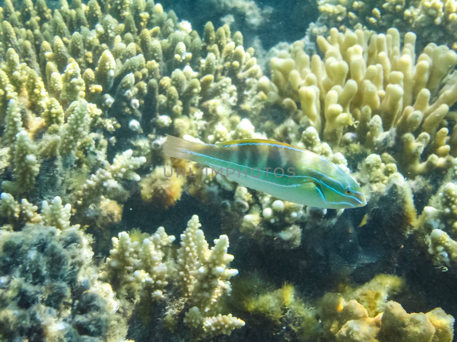 The fish swim above the coral reef, the underwater world of the Red Sea.