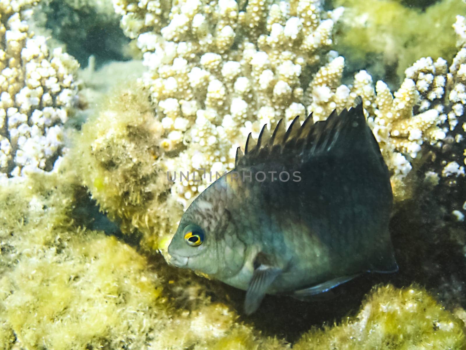 The fish swim above the coral reef, the underwater world of the Red Sea.