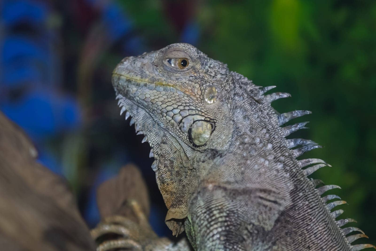 Gray iguana on a tree trunk, close-up photo of iguana, common iguana.