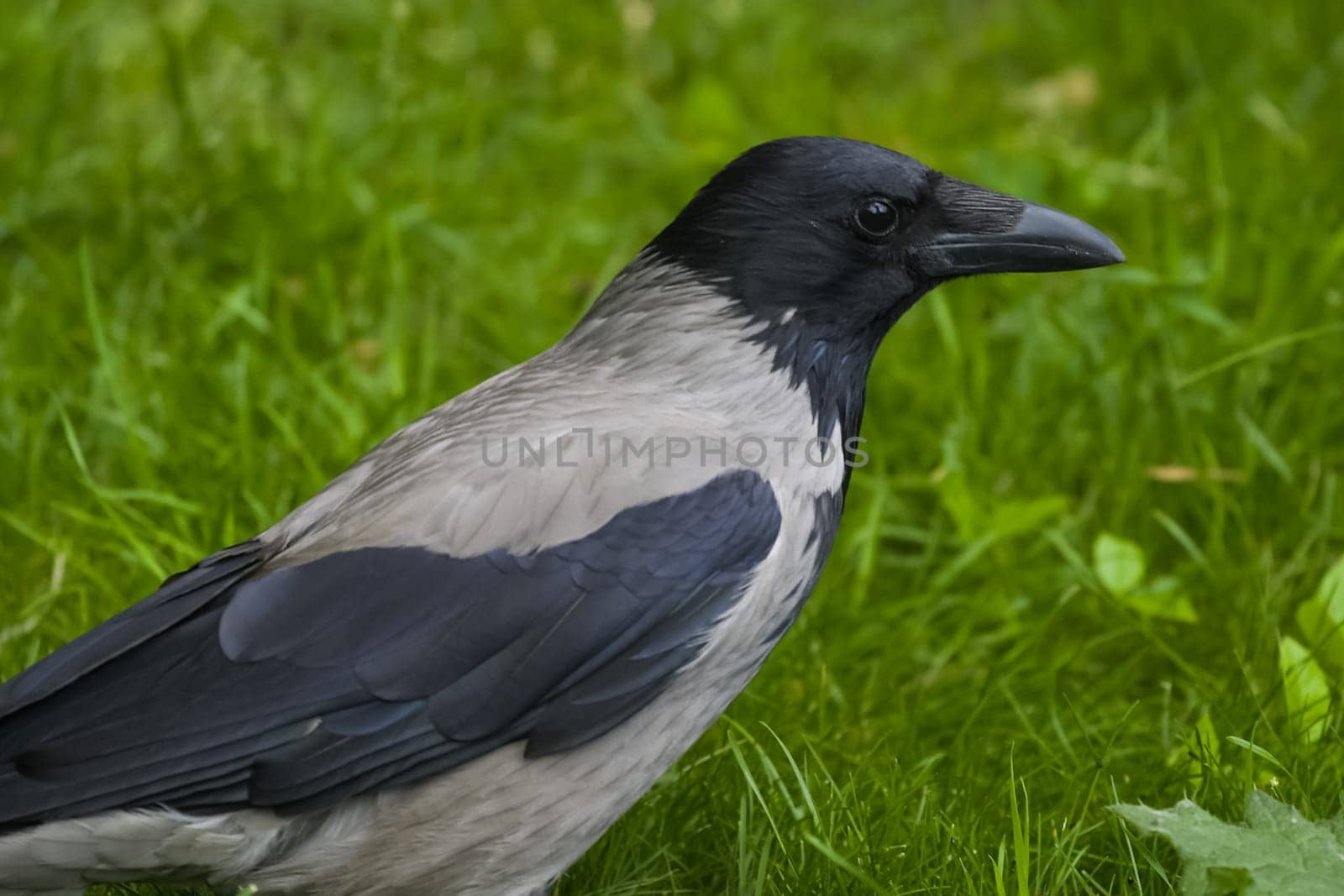 Hooded crow on the grass. Crow bird scavenger.