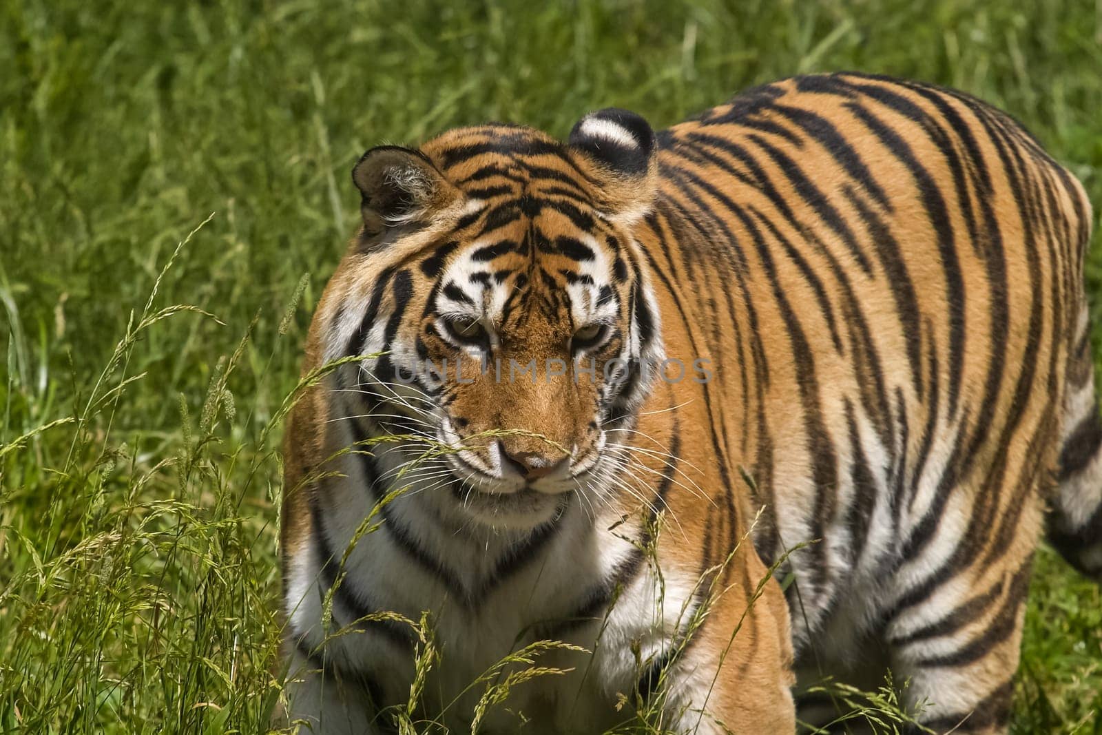 Tiger on the grass, tiger closeup Tiger on the grass, tiger closeup