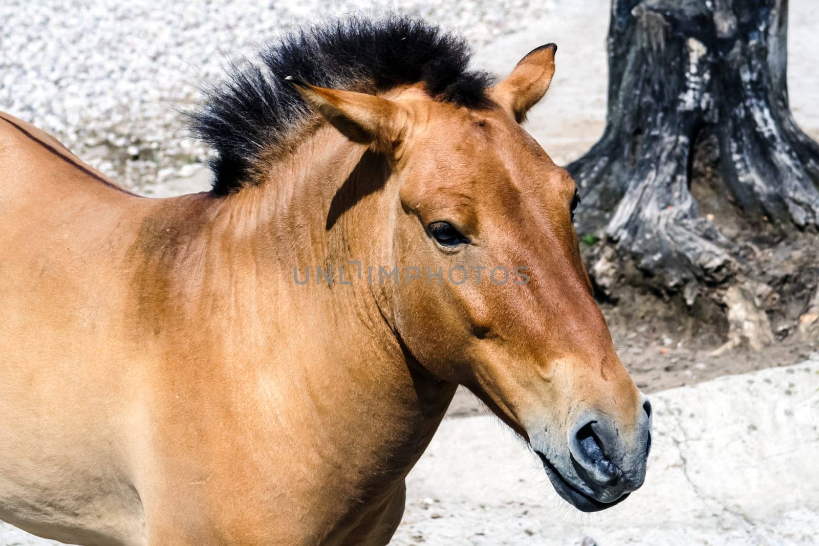 Horse Przewalski close up, a rare horse. Horse Przewalski close up, a rare horse.