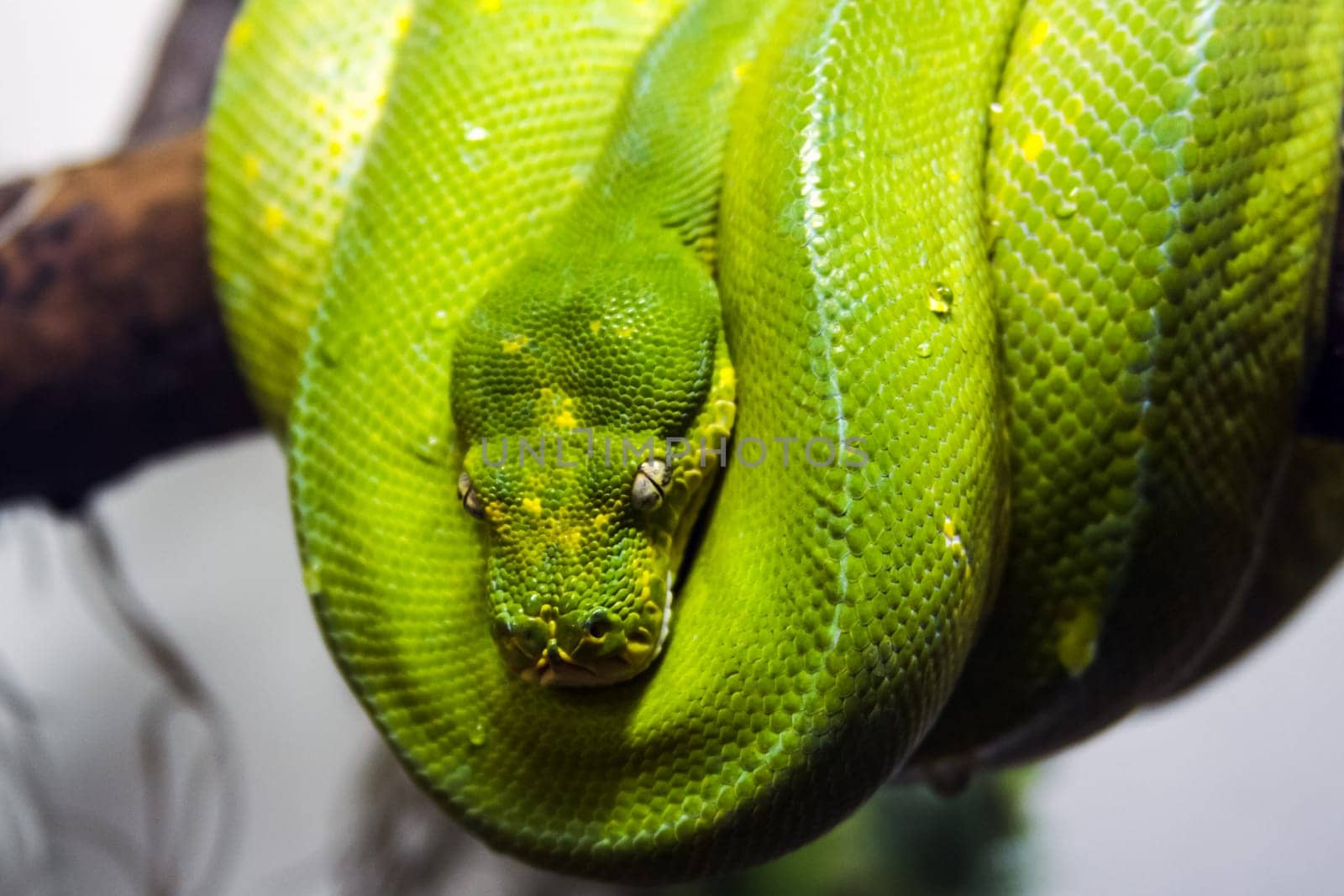 Exotic snake in the terrarium. Tropical snake