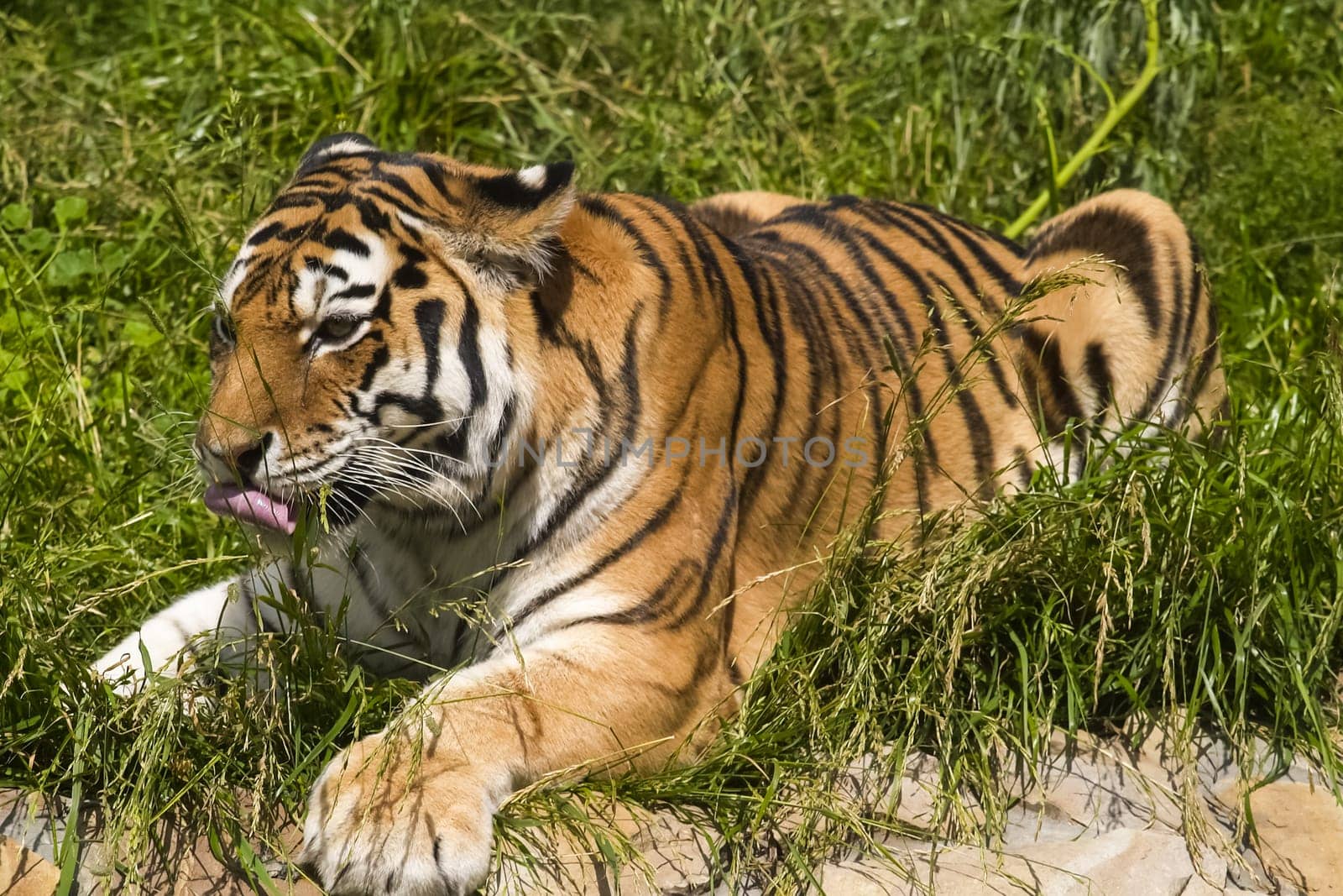 Tiger on the grass, tiger closeup Tiger on the grass, tiger closeup
