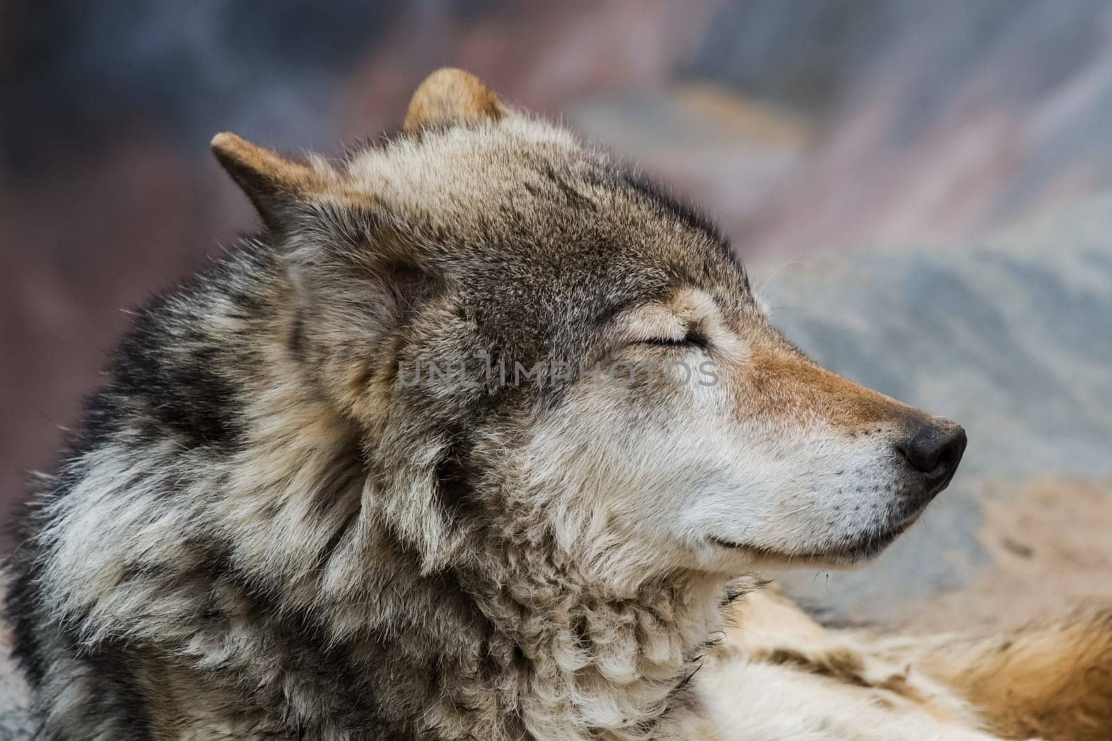 Gray wolf, a relative of the dog. Gray wolf close up.