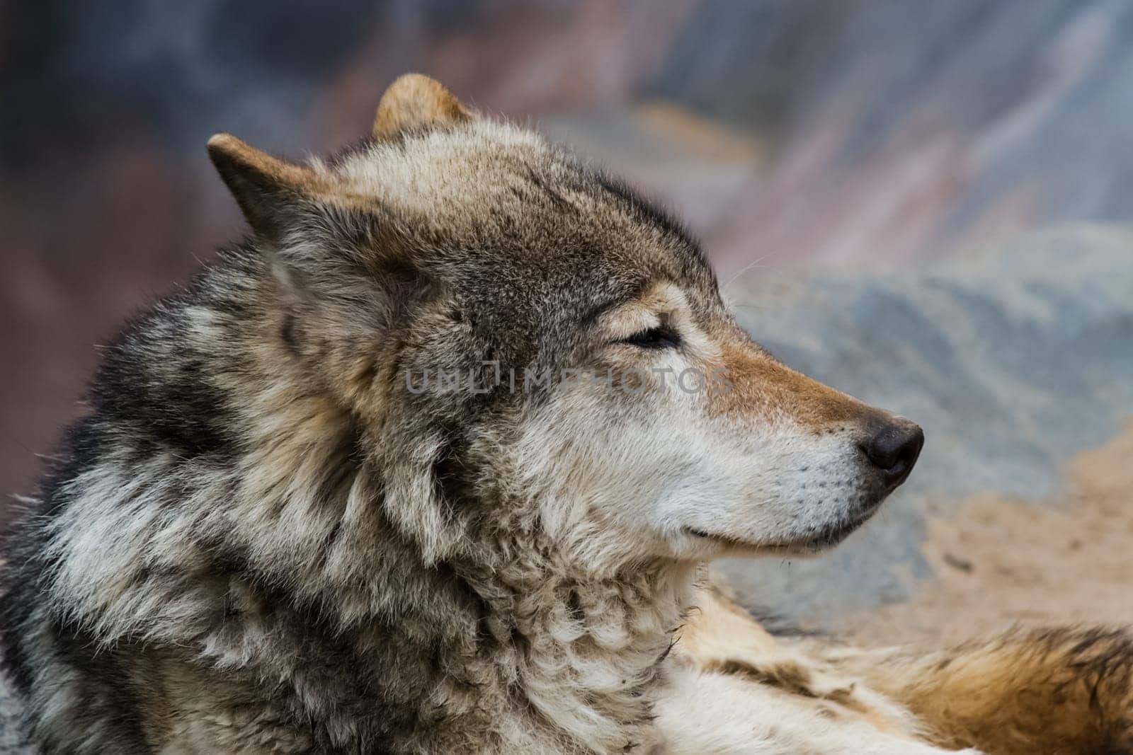 Gray wolf, a relative of the dog. Gray wolf close up.