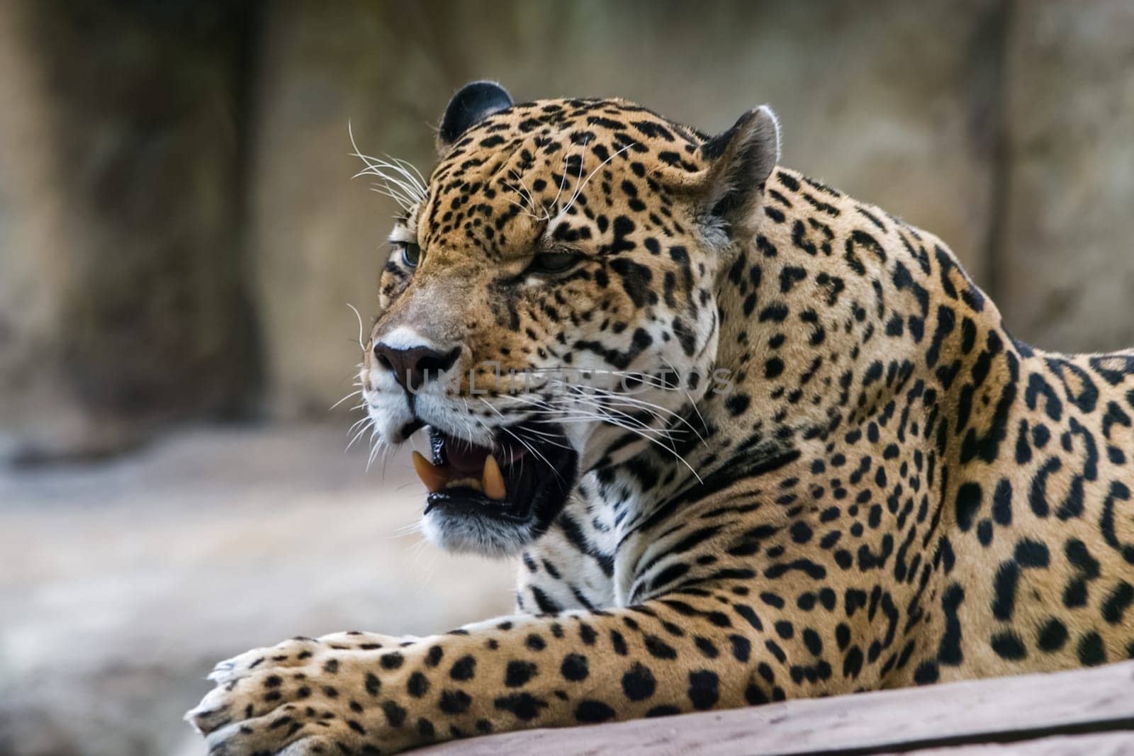 Leopard lies mouth open from the heat. Leopard lies mouth open from the heat.