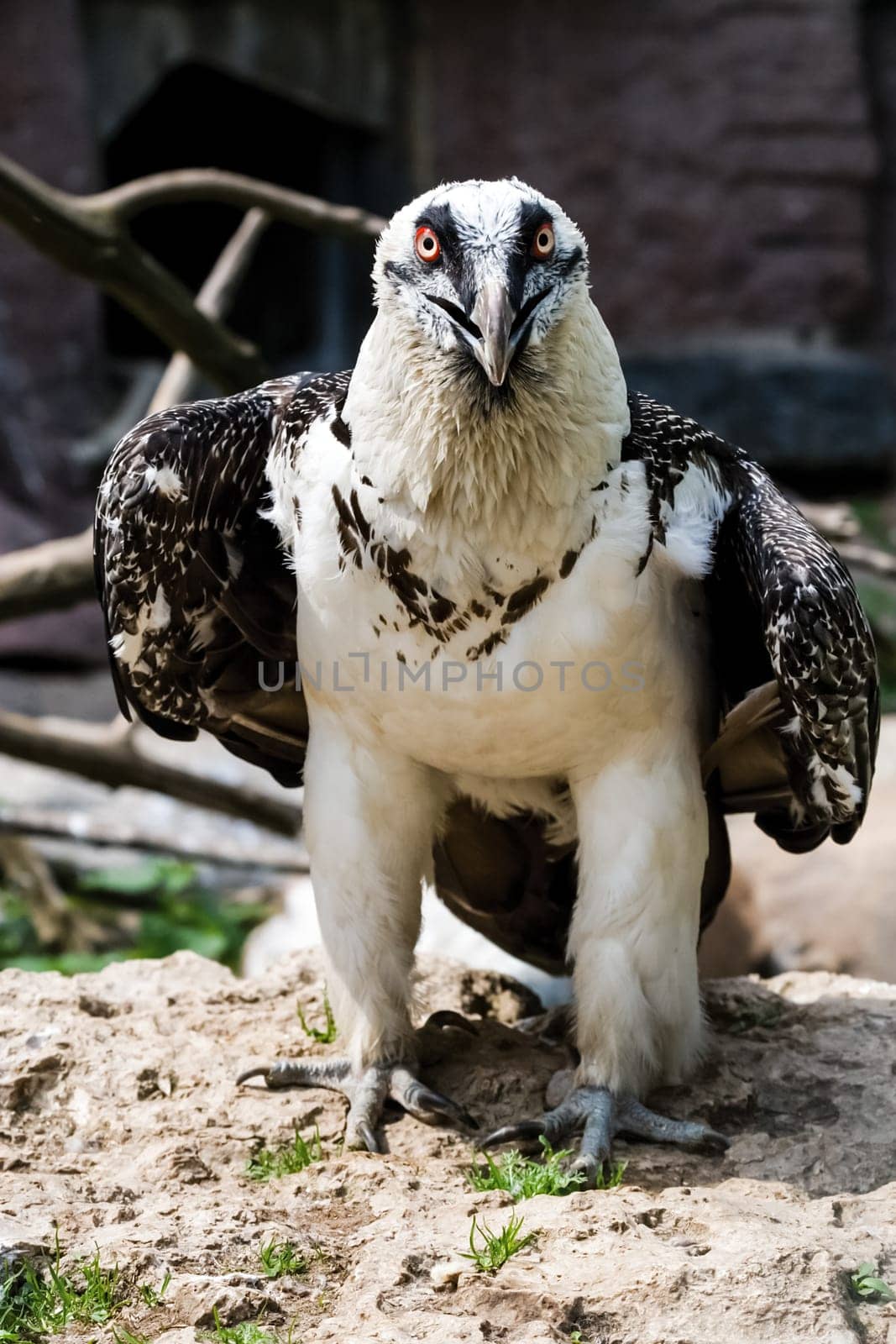 Bird eagle closeup, eagle head and beak. Bird eagle closeup, eagle head and beak.