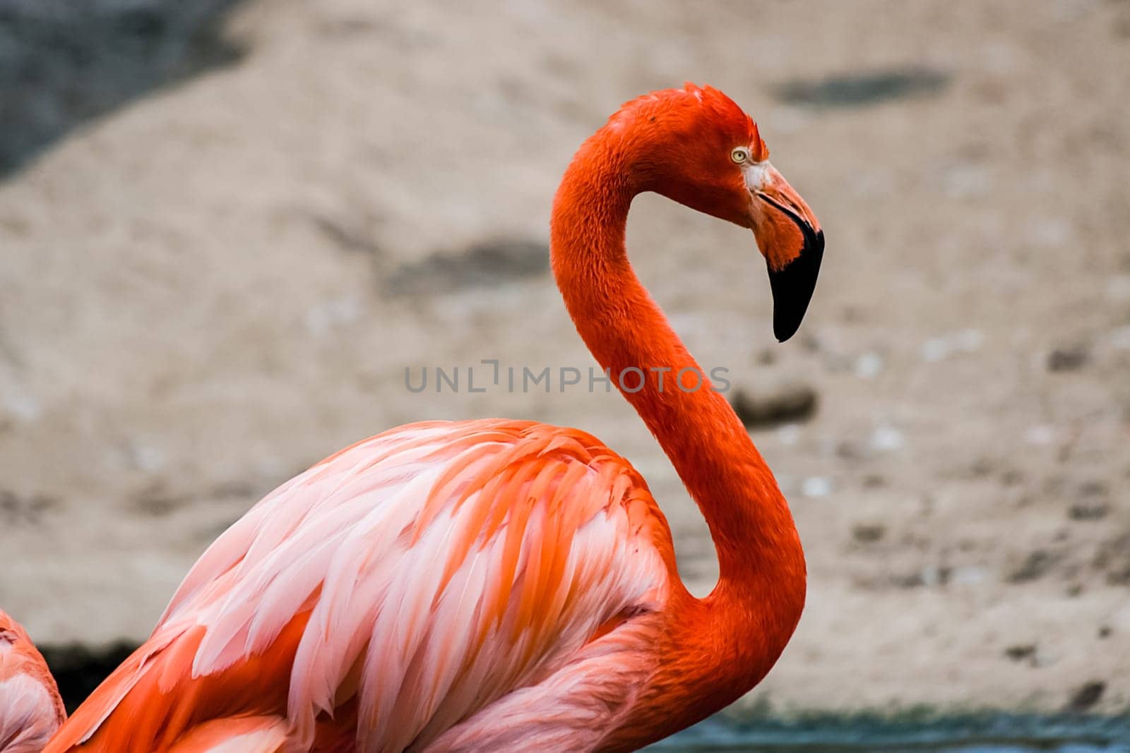 Pink flamingo stands near the pond. Pink flamingo stands near the pond.