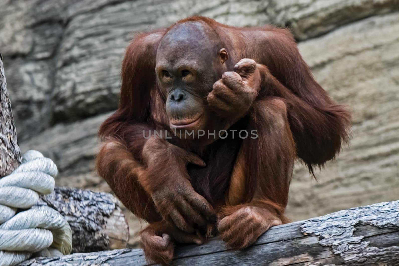 Red headed orangutan, the great-ape monkey orangutan.