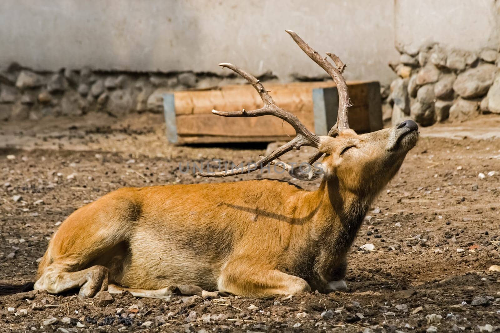 Horned deer in the zoo is resting. Horned deer in the zoo is resting.