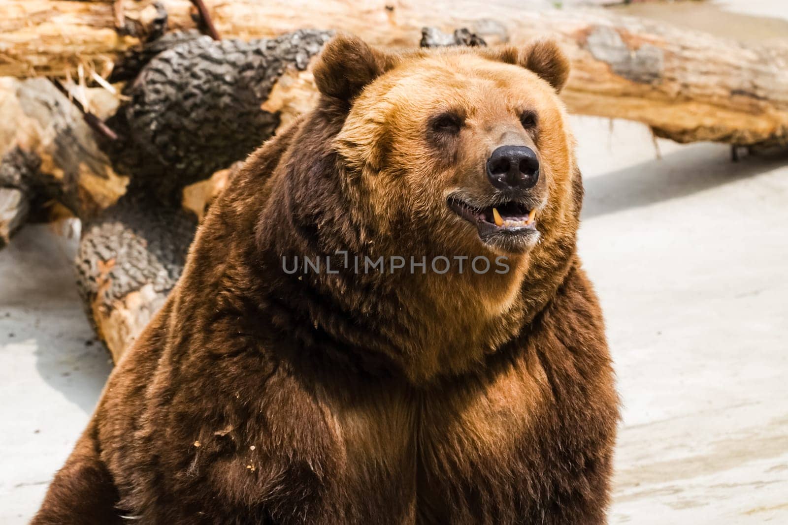 Grizzly bear close up. The brown bear is a formidable predator of the taiga.