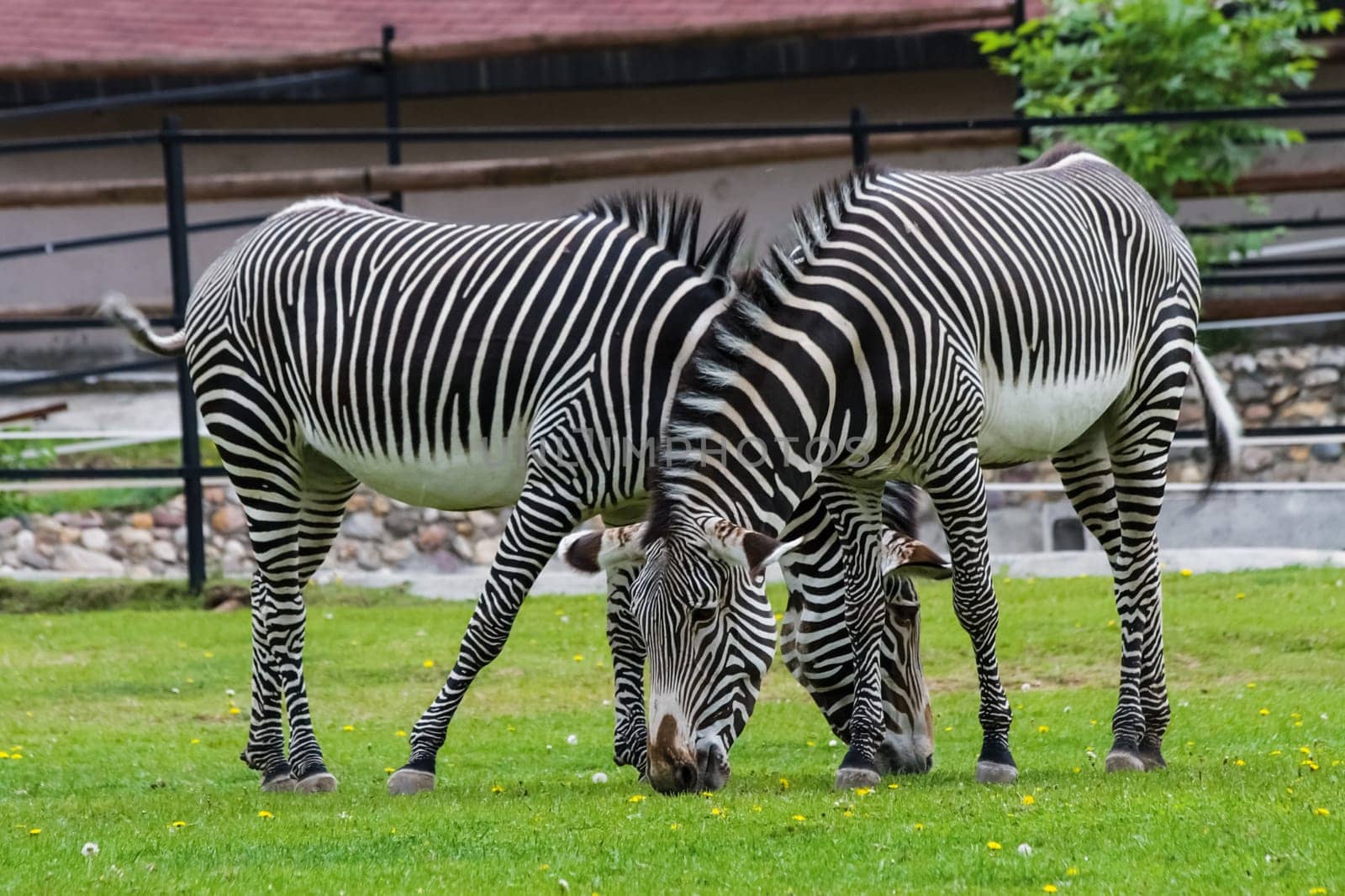 Horse zebra grazes on the lawn. Striped horse