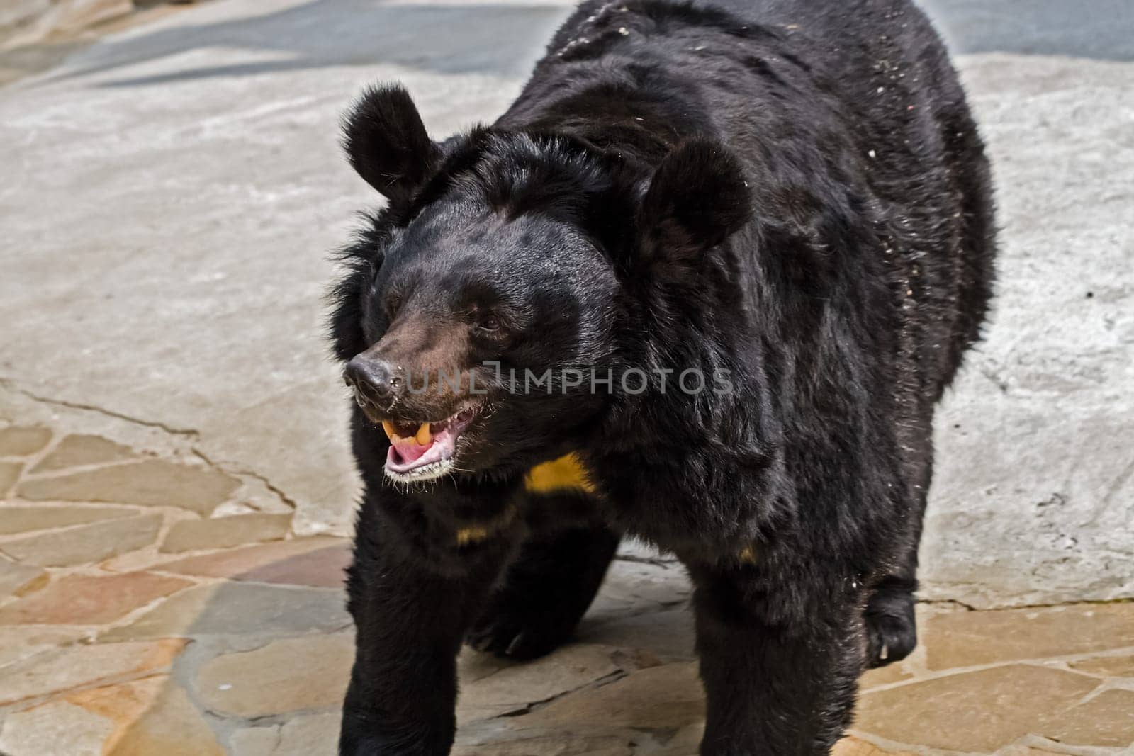 Black Himalayan bear, a relative of the brown bear. Black Himalayan bear, a relative of the brown bear.