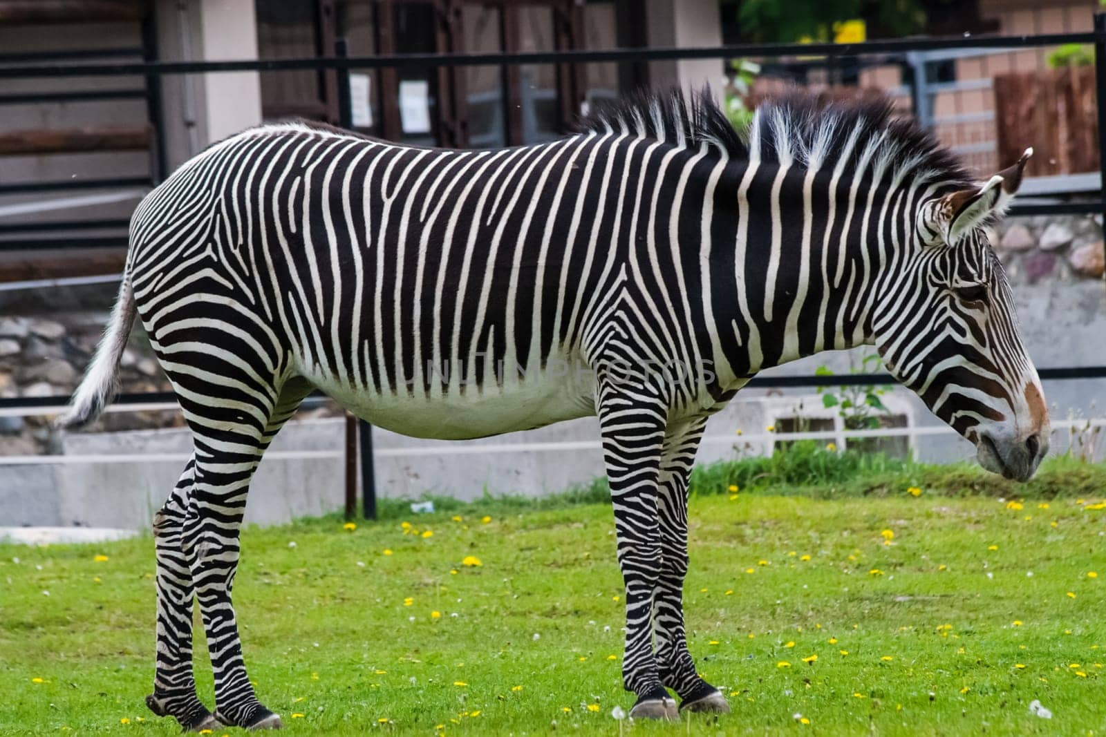 Horse zebra grazes on the lawn. Striped horse