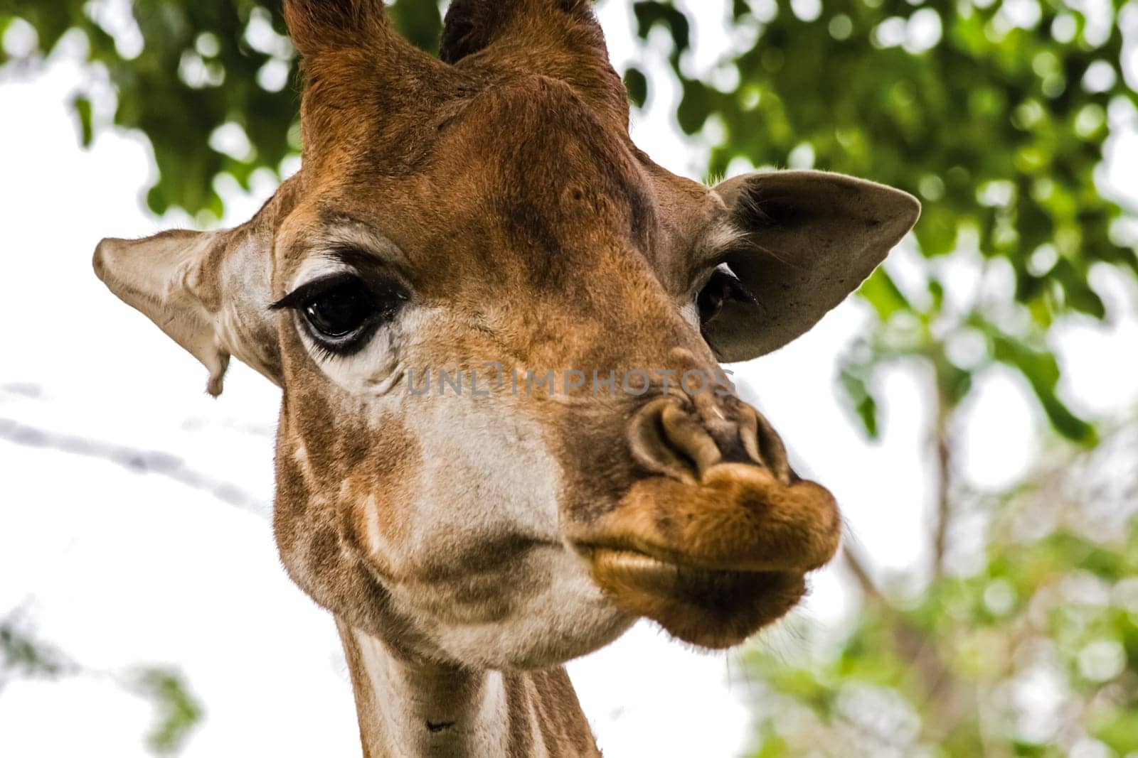 Giraffe in the zoo, the head of a giraffe. Giraffe in the zoo, the head of a giraffe.