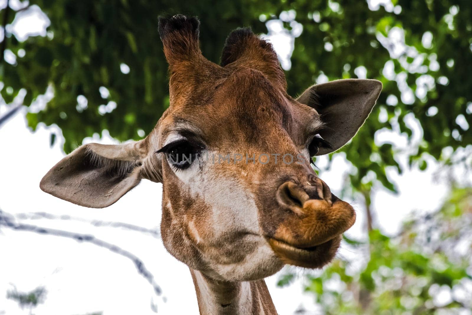 Giraffe in the zoo, the head of a giraffe. Giraffe in the zoo, the head of a giraffe.