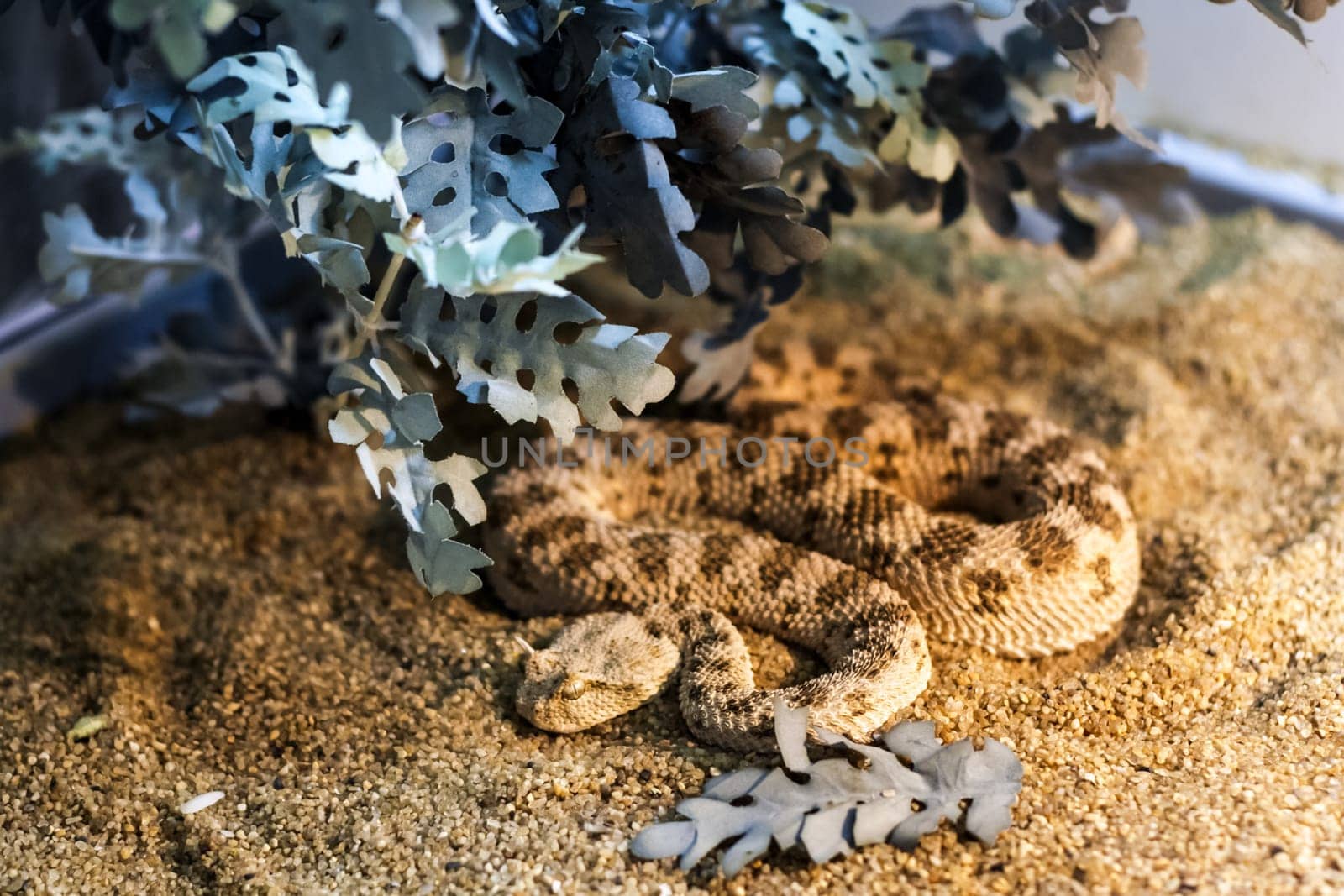 Exotic snake in the terrarium. Tropical snake