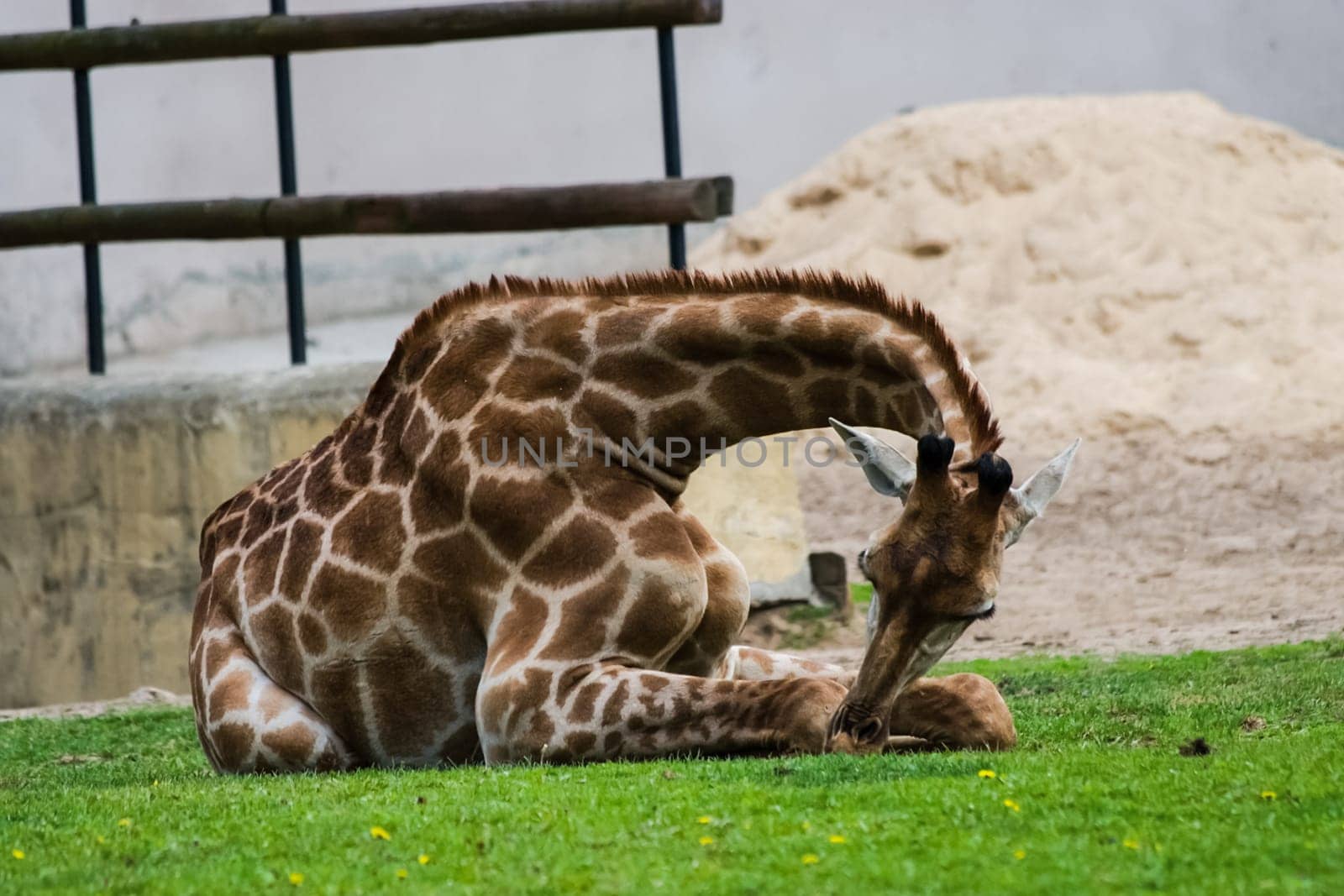 Giraffe in the zoo, the head of a giraffe. Giraffe in the zoo, the head of a giraffe.