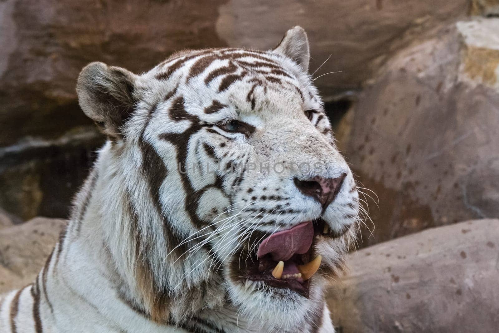 White albino tiger in a zoo, tiger head close up