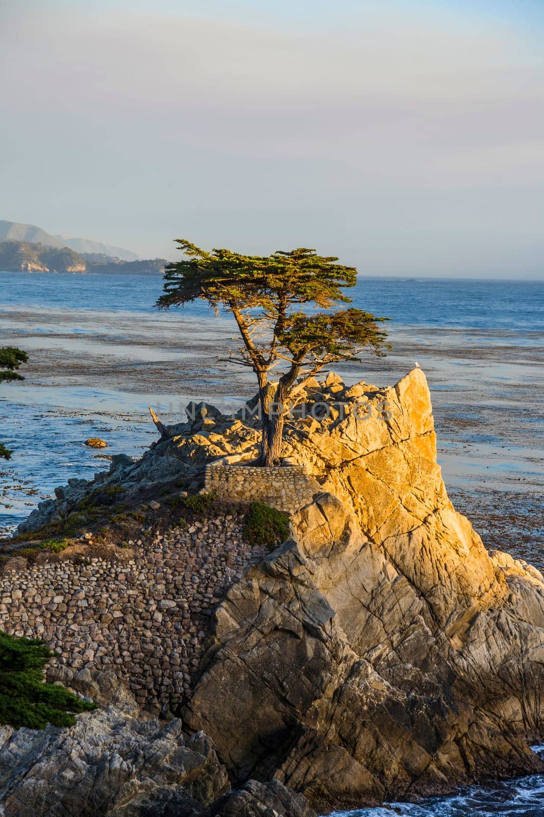 Pebble Beach, USA - July 26, 2008: lonely cypress in sunset  in Pebble Beach, USA. Since 250 years this lonely cypress stands on the hill and is nowadays the symbol of the Pebble Beach Company.