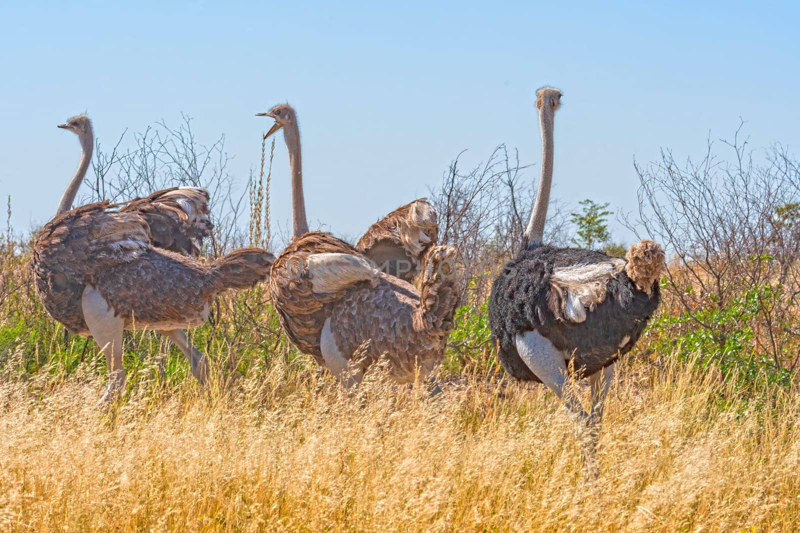 A Group of Ostrich Running in the Savannah in the Sibuyu Forest Reserve in Botswana